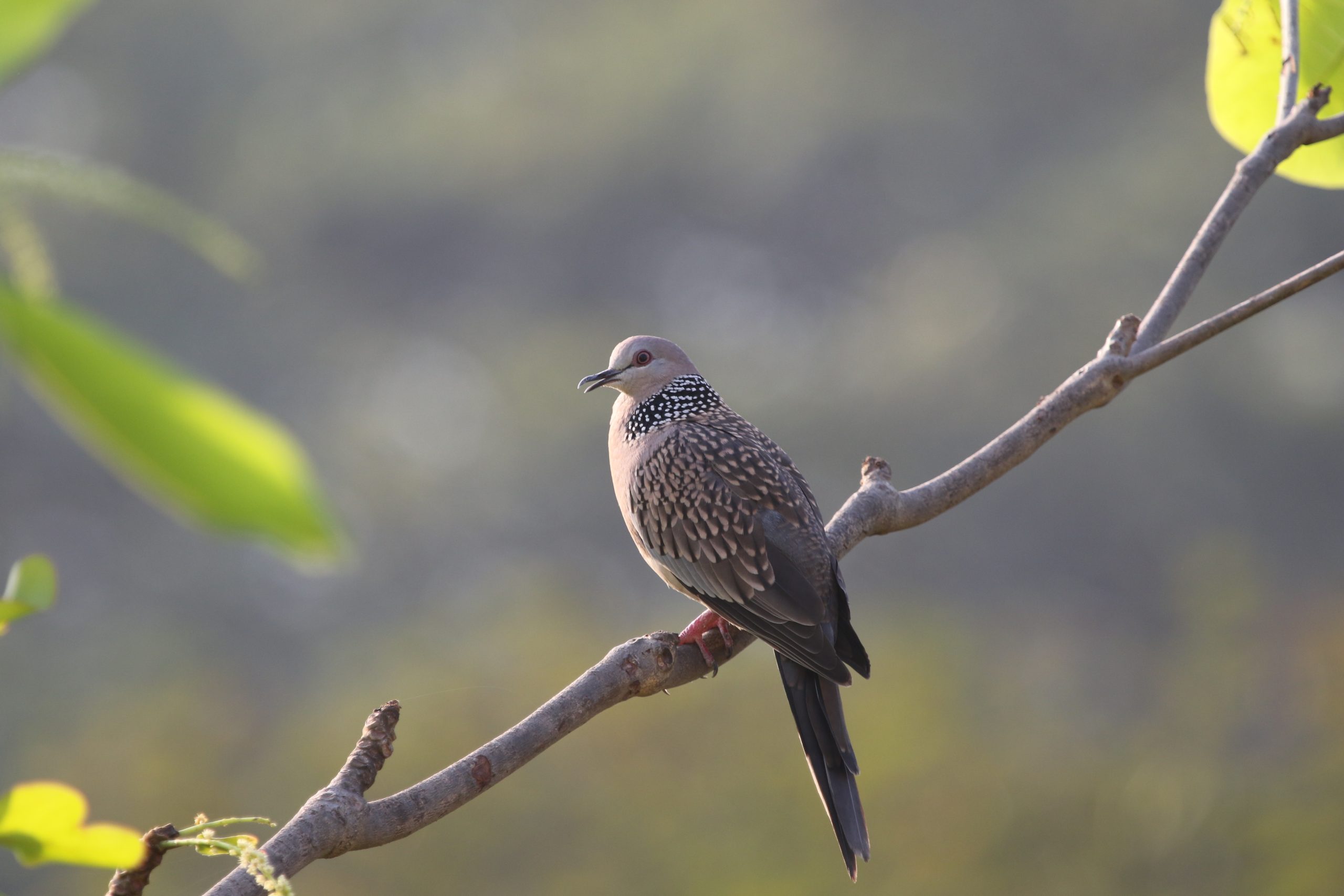 Spotted Dove - তিলা ঘু ঘুআহমেদ