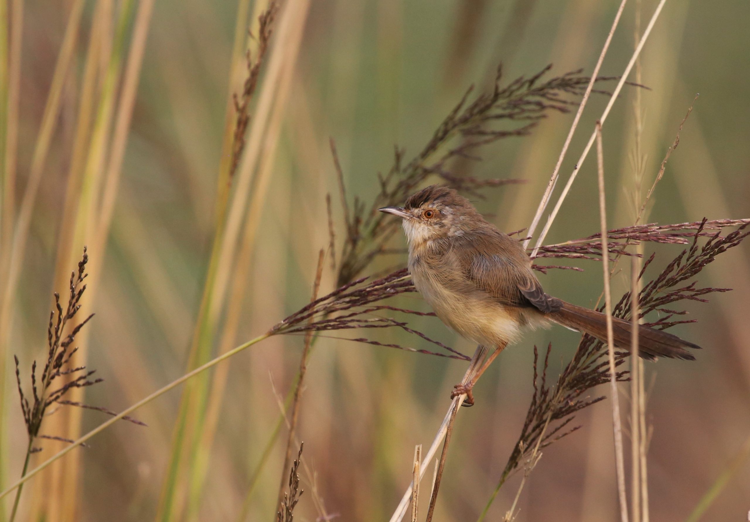 Plain Prinia/ Prinia Indornata - প্লেইন প্রিনা / নিরল প্রিনা