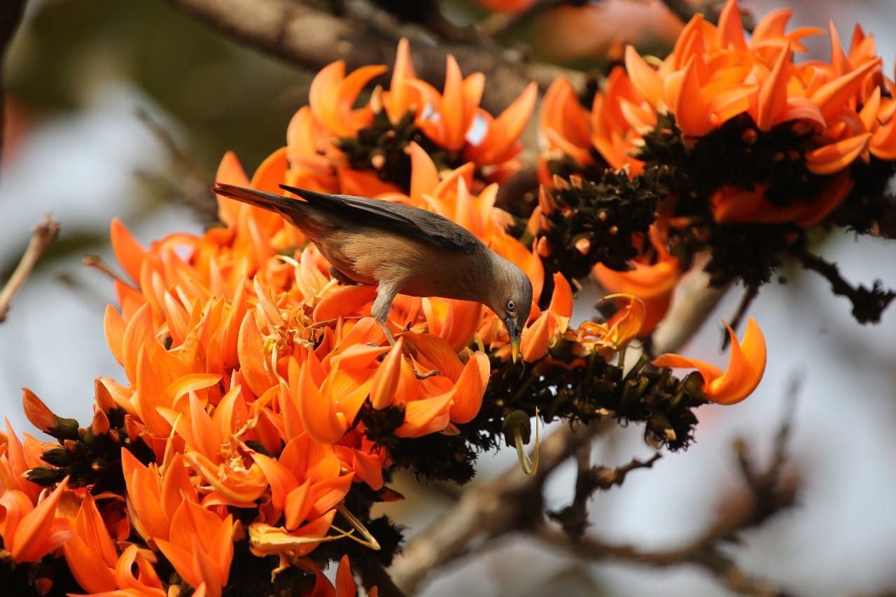 Chestnut-tailed Starling - কাঠ শালিক