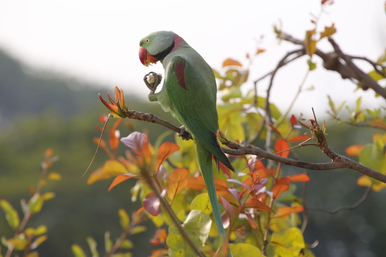 Alexandrine Parakeet - চন্দনা
