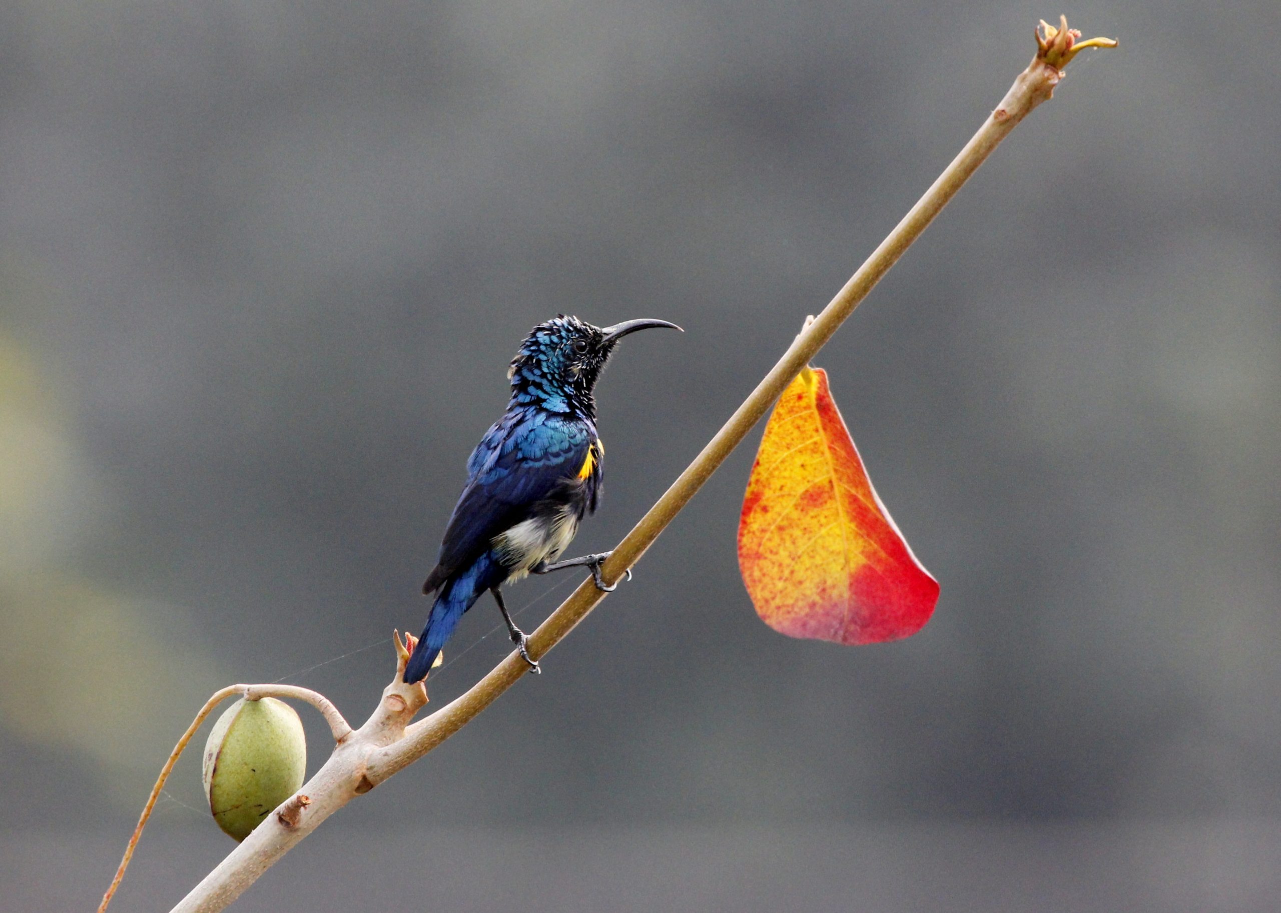 Purple Sunbird - বেগুনী মৌটুসী