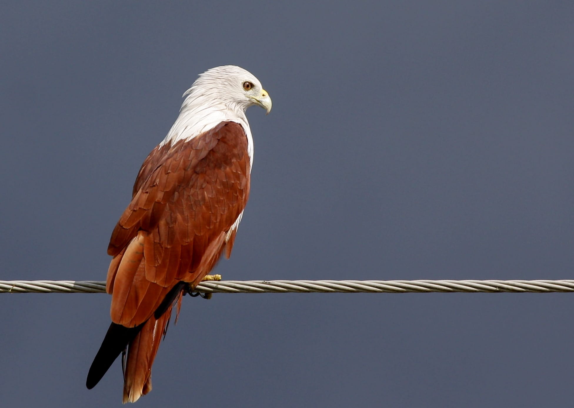 Brahminy Kite / Haliastur Indus - শংখচিল