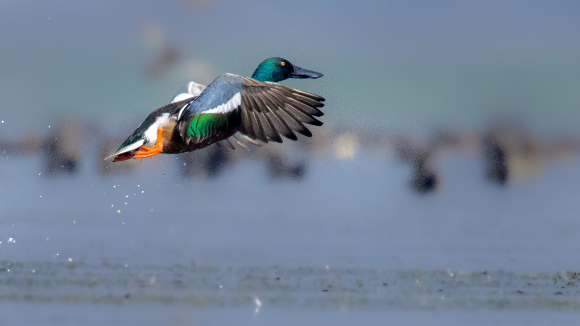 উত্তুরে খুন্তেহাঁস (Northern Shoveler)