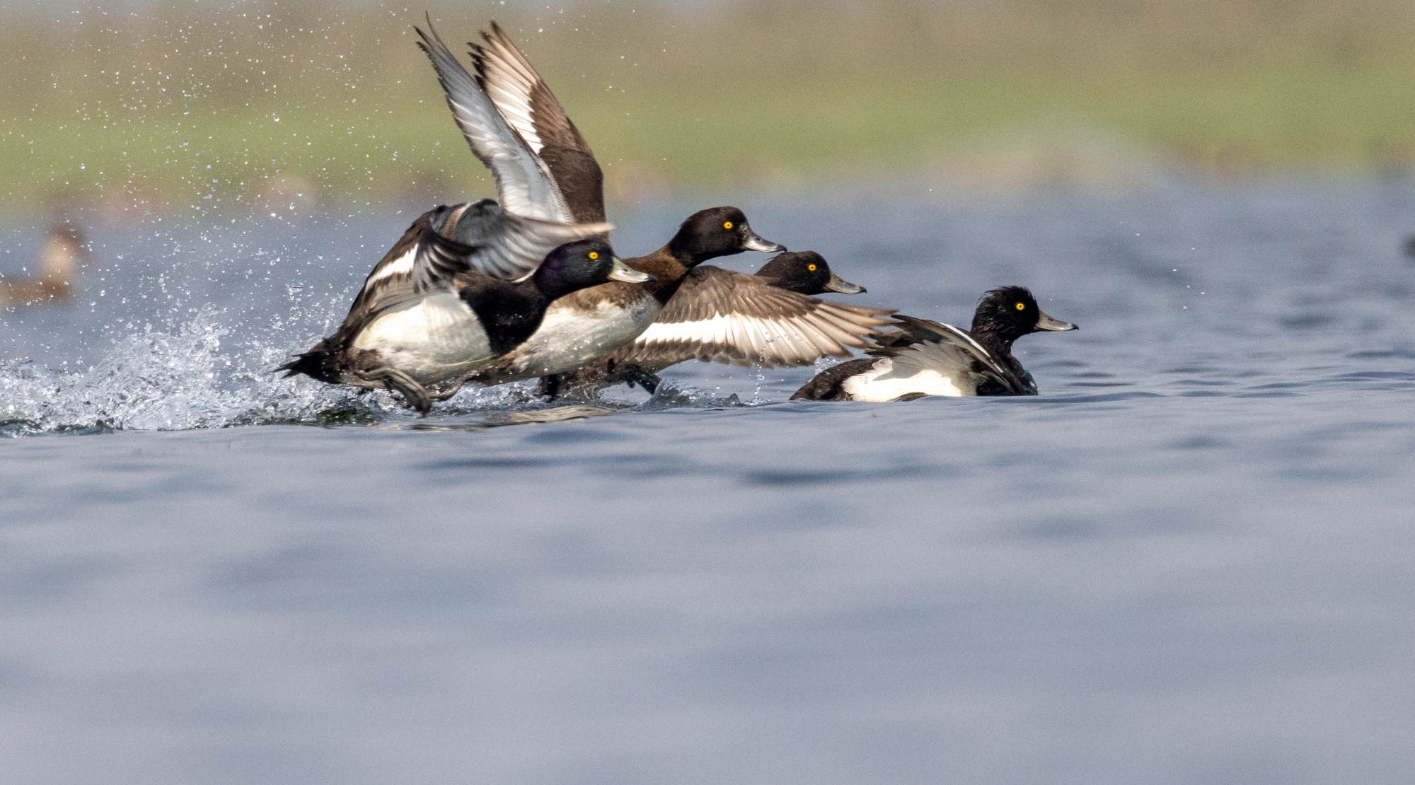 কালো হাঁস (Tufted Duck)