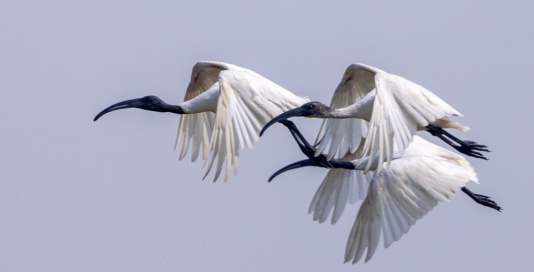 কালোমাথা কাস্তেচরা (Black-Headed Ibis)