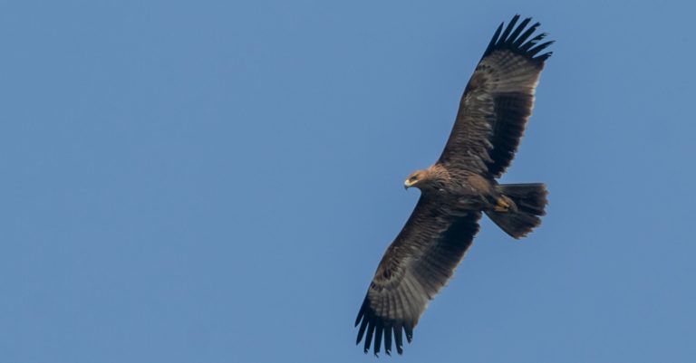 পরিযায়ী নেপালি ঈগল ( The Steppe Eagle)