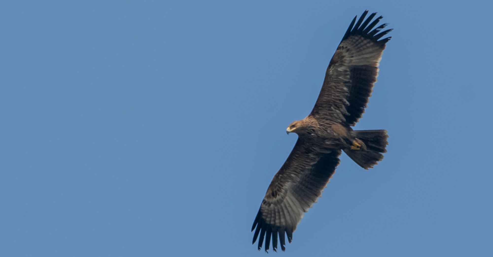 পরিযায়ী নেপালি ঈগল ( The Steppe Eagle)