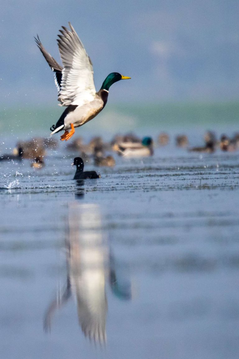 পরিযায়ী পাখি নীলশির (Mallard )