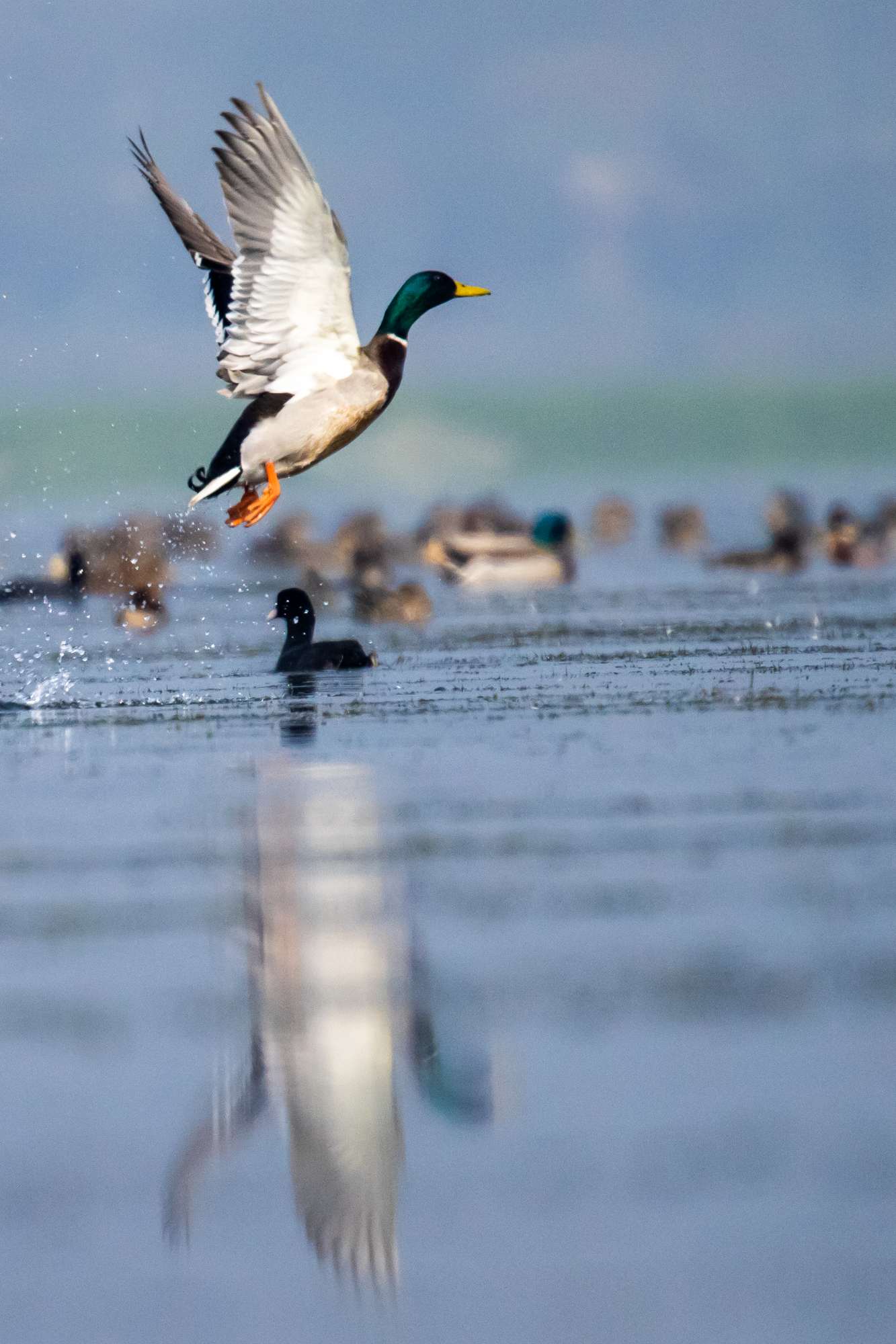 পরিযায়ী পাখি নীলশির (Mallard )